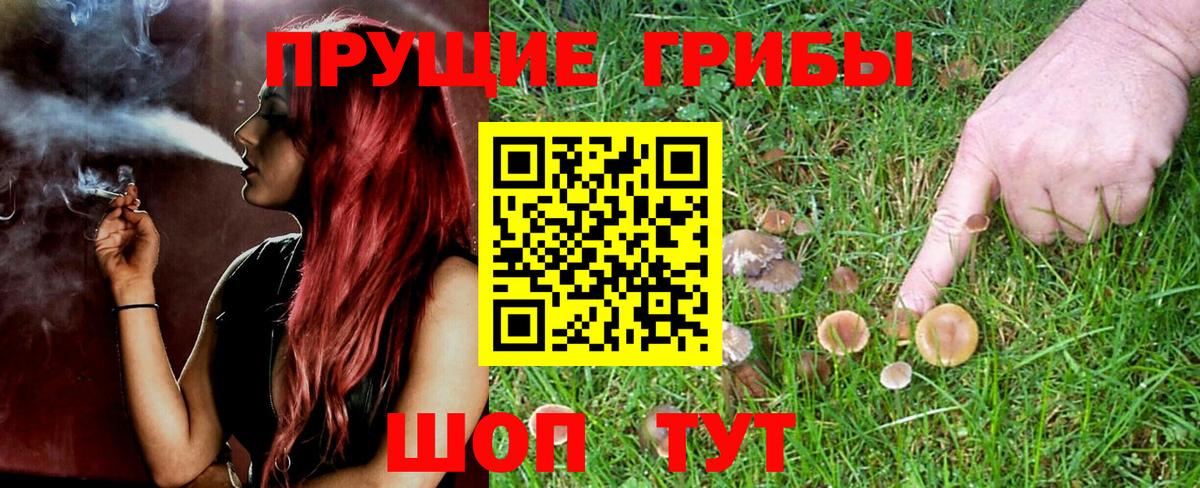 Псилоцибиновые грибы мицелий Лесозаводск